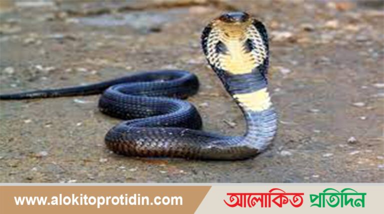 দেশে সর্পদংশনে মৃত্যুর হার বেড়েছে