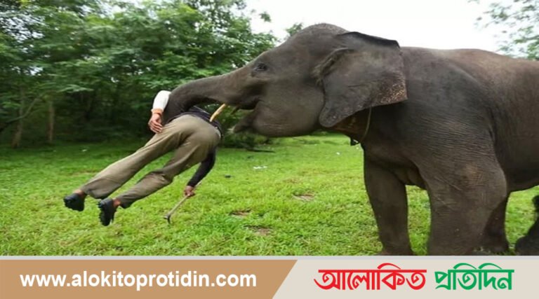 লংগদুতে বন্য হাতির আক্রমণে ১জন নিহত