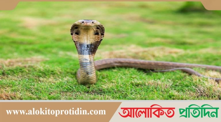 বিষধর সাপের কামড়ে স্কুলছাত্রীর মৃত্যু