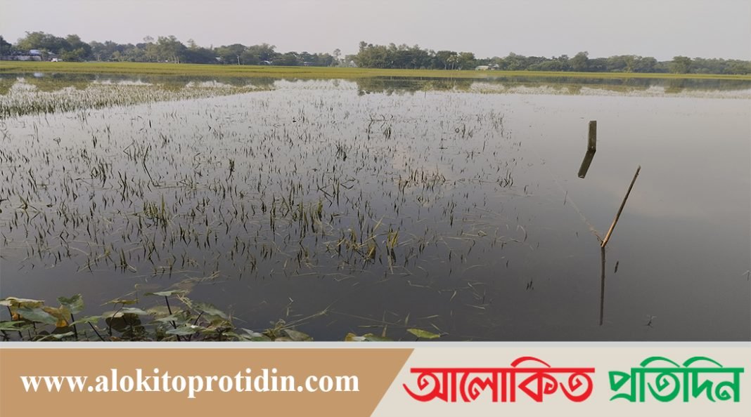 ফুলবাড়িয়ায় টানা বৃষ্টির পানিতে তলিয়ে গেছে হাজার বিঘা আমন ধান