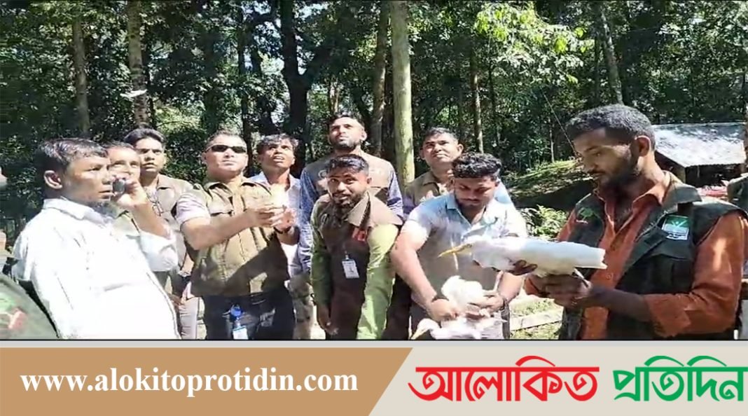 মুক্ত আকাশে ডানা মিললো ২ শতাধিক বক পাখি