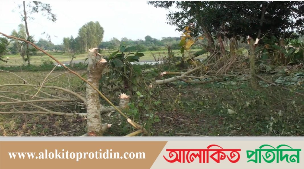 রায়পুরায় শতাধিক গাছ কর্তন 