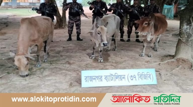 লংগদুতে ৩৭ বিজিবি’র অভিযানে ভরতীয় গরু আটক