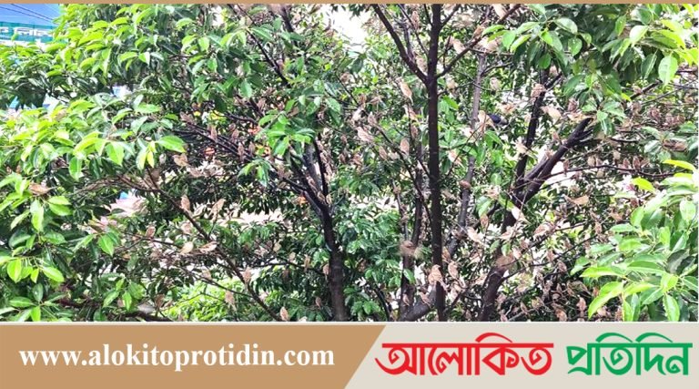 গাছের পাতার চেয়েও যেন চড়ুইয়ের সংখ্যা বেশি, দেখে মুগ্ধ দর্শনার্থীরা