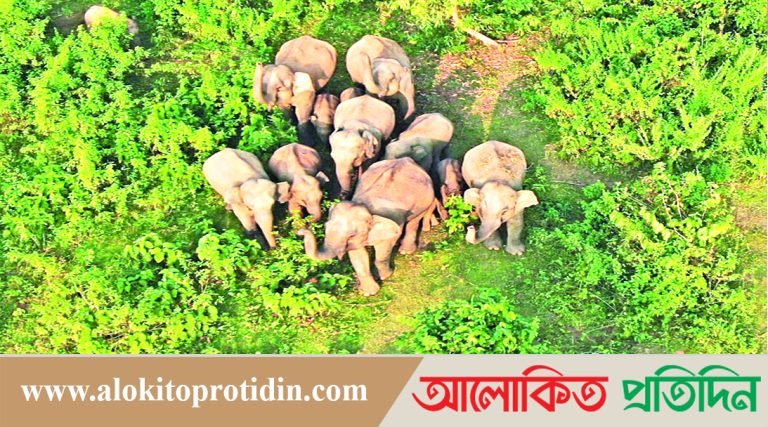 পাহাড়ে বেড়েছে হাতির সংখ্যা