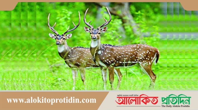 পাচারকারীদের প্রধান টার্গেট চিত্রা হরিণ