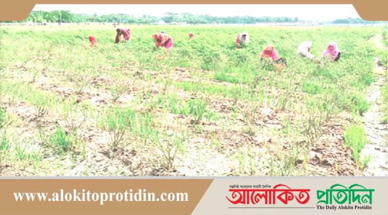 টানা বৃষ্টিতে ক্ষতির মুখে তিন সবজির উৎপাদন