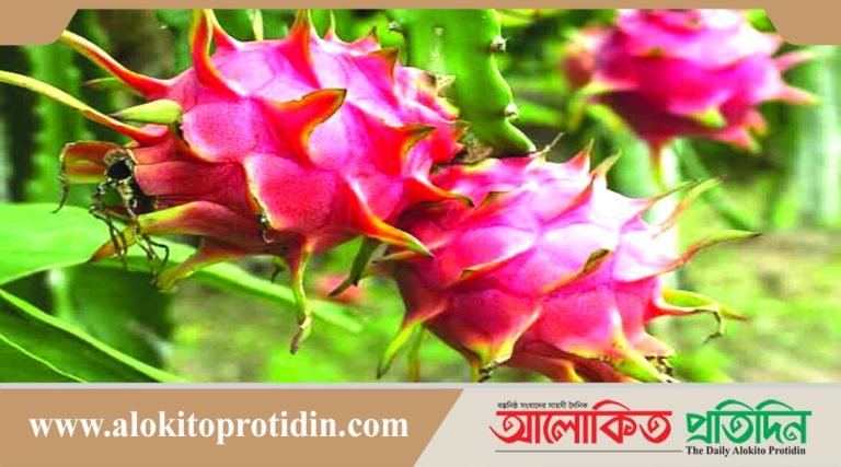 বড় ড্রাগন ফলে স্বাস্থ্যঝুঁকির প্রমাণ মেলেনি