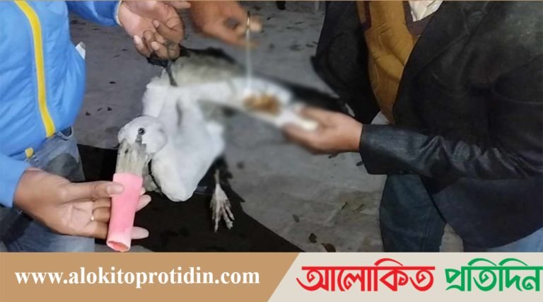 কুড়িগ্রামে আহত পাখি নিয়ে হাসপাতালে এক পাখি প্রেমিক 
