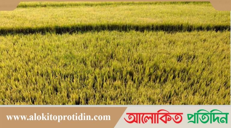 রংপুরে ঘন কুয়াশায় বীজতলা নষ্ট হওয়ার আশঙ্কা