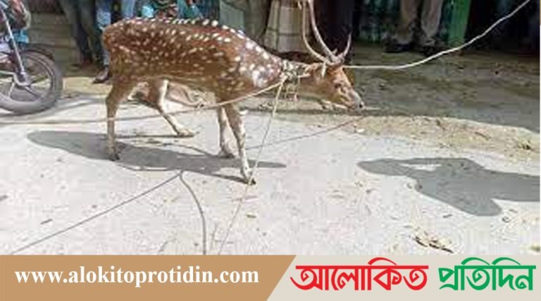 বিষখালী নদী থেকে উদ্ধার হরিণ অবমুক্তের তিনদিন পরই মা-রা গেছে