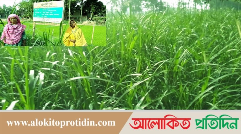 গাইবান্ধায় উন্নত জাতের ঘাস চাষে সম্ভাবনার মুখ দেখছেন কৃষক ও খামারীরা