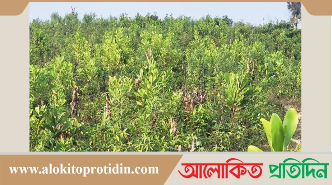 কক্সবাজারে পতিত বনভূমিতে সবুজ বনায়ন সৃজন করেছেন বনবিভাগ