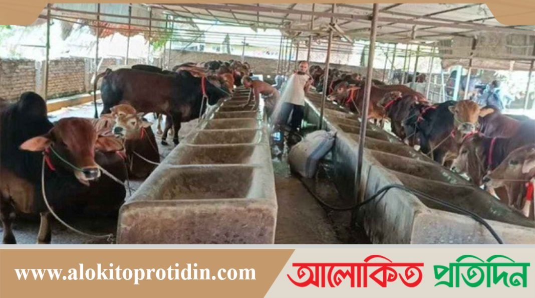 খরচ বেশি হওয়ায় কুরবানীর পশুর দাম বাড়ার আশঙ্কা খামারিদের