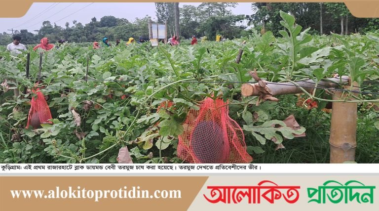 কুড়িগ্রামে বেবী তরমুজের চাষে তিন মাসে আয় দেড় লাখ টাকা