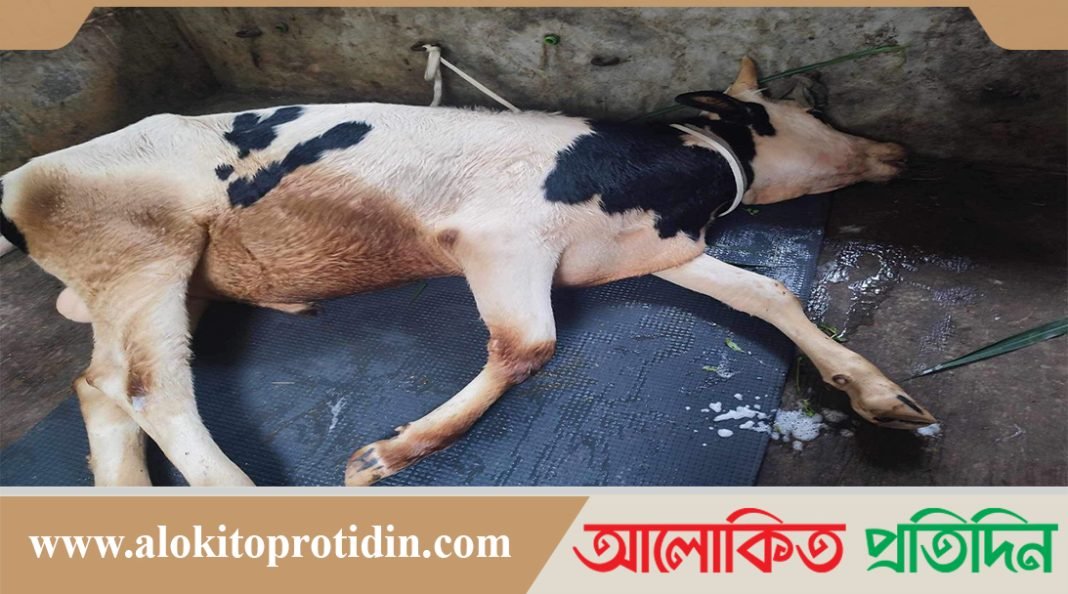 সাভারের আশুলিয়ায় ভুল চিকিৎসায় লাখ টাকা মুল্যের গরু মারা যায় 