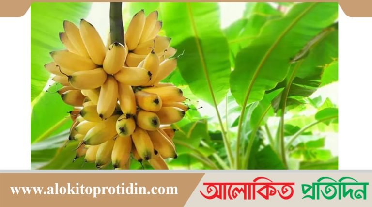 কলার কাঁদি নিয়ে ঝগড়ায় ভাইয়ের হাতে ভাই খু*ন