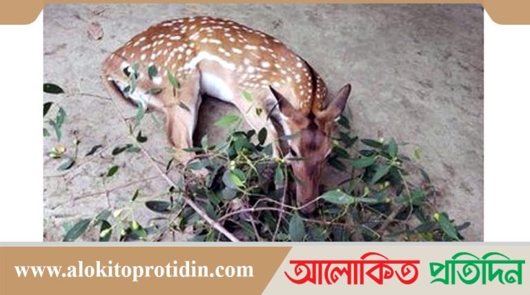 প্লাবিত সুন্দরবন, ৩০টি মৃত হরিণ উদ্ধার!