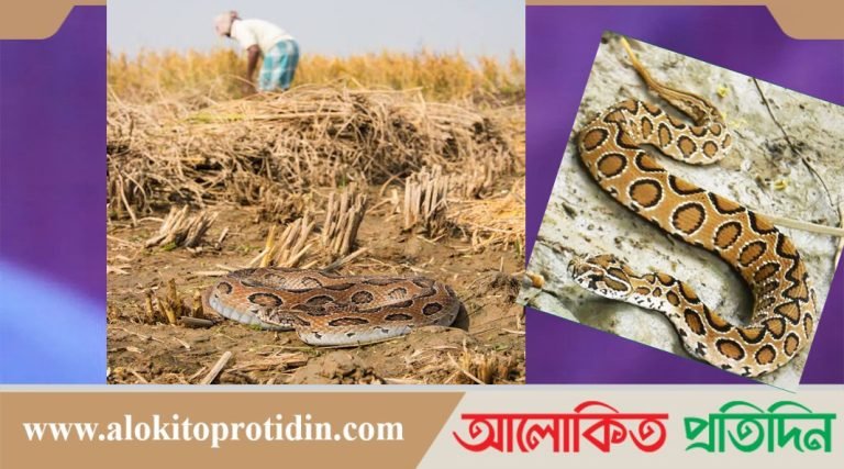 ভোলায় আতঙ্ক ছড়াচ্ছে বিষধর রাসেলস ভাইপার