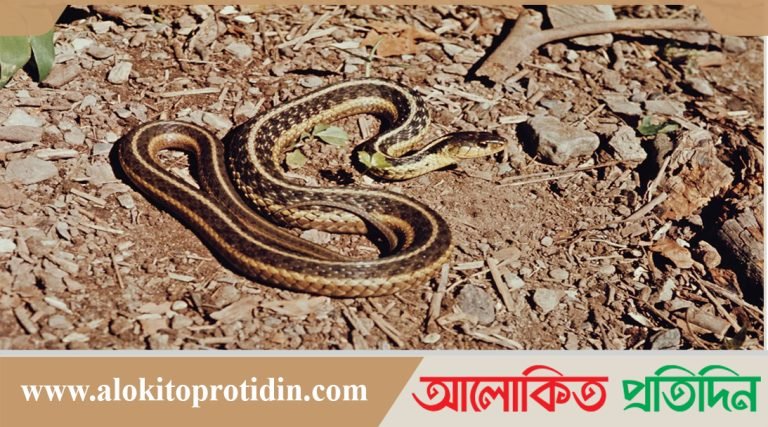চাঞ্চল্যকর ঘটনা: রেলওয়ে কর্মীর কামড়ে সাপের মৃত্যু