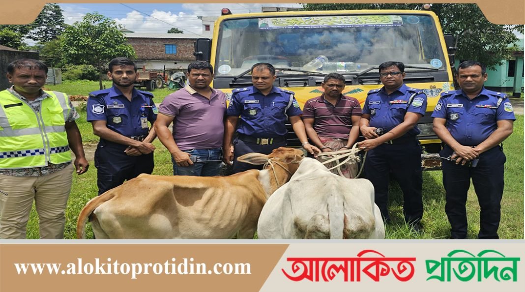 নেত্রকোণায় পুলিশের অভিযানে দুইটি চোরাই গরু ও ট্রাকসহ ১জন আটক
