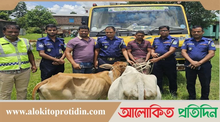 নেত্রকোণায় পুলিশের অভিযানে দুইটি চোরাই গরু ও ট্রাকসহ ১জন আটক