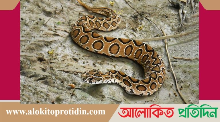 এবার থানায় হাজির রাসেলস ভাইপার!