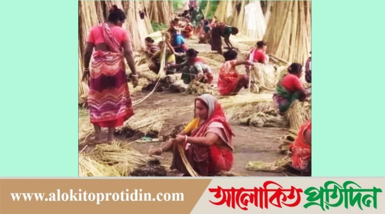 আলফাডাঙ্গায় পাটের আশানুরূপ ফলন: ভালো দাম পাচ্ছেন কৃষকেরা