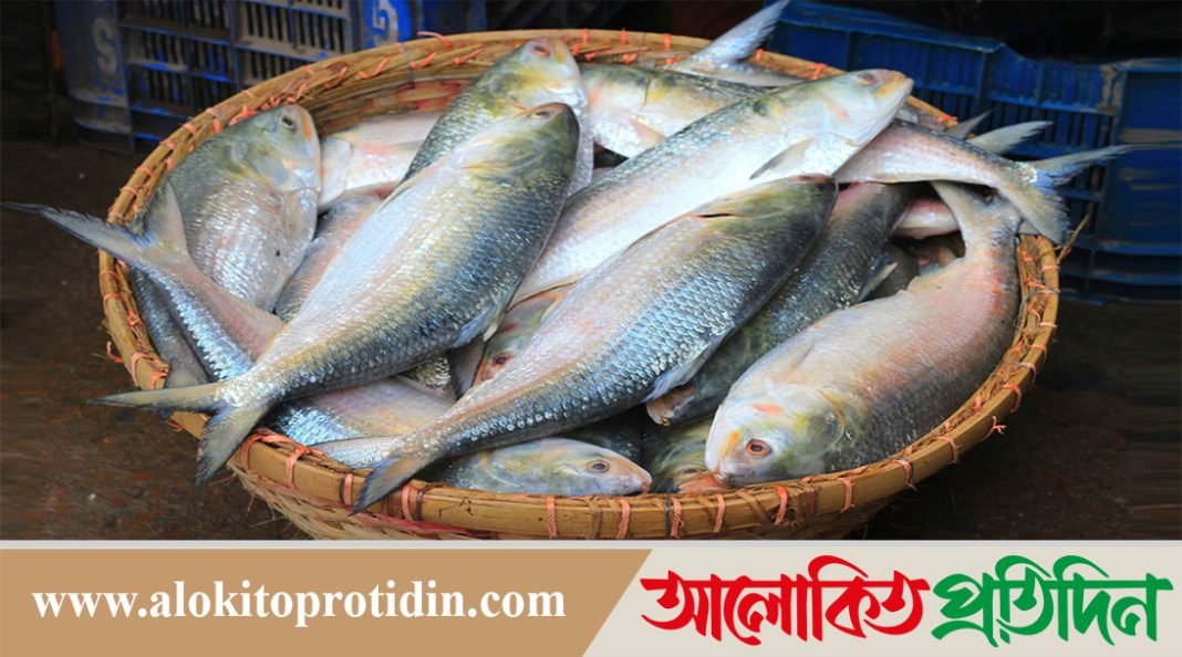 বাংলাদেশের ইলিশ নিয়ে আশা দেখছেন না কলকাতার ব্যবসায়ীরা