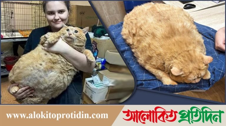 বিশ্বের সবচেয়ে স্বাস্থ্যবান বিড়াল ক্রোশিক