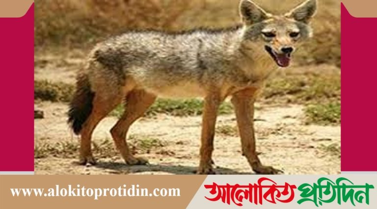 শিয়ালের কামড়ে দুই গ্রামে আহত-১৩