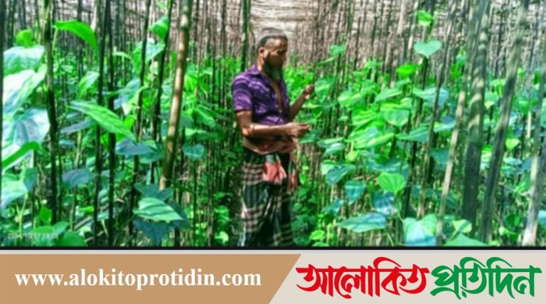 নাগরপুরে পান চাষাবাদ করে স্বাবলম্বী হওয়ার স্বপ্ন জহিরুল ইসলামের