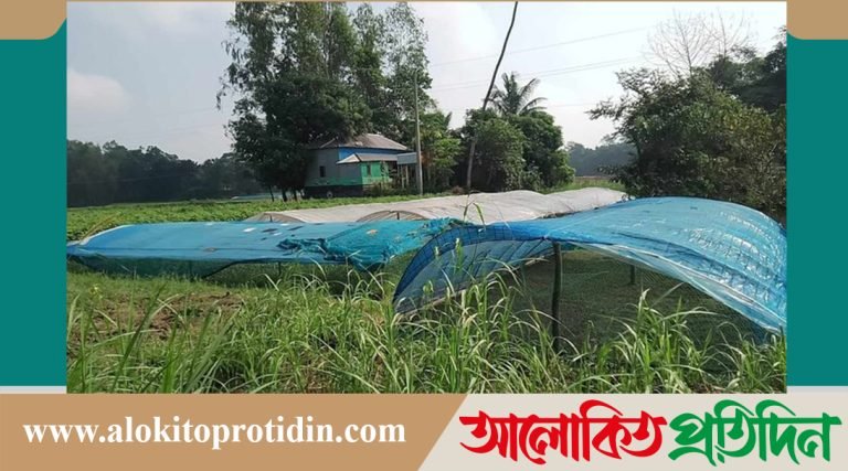 মানিকগঞ্জে বিভিন্ন সবজির বীজতলা তৈরিতে ব্যস্ত কৃষক