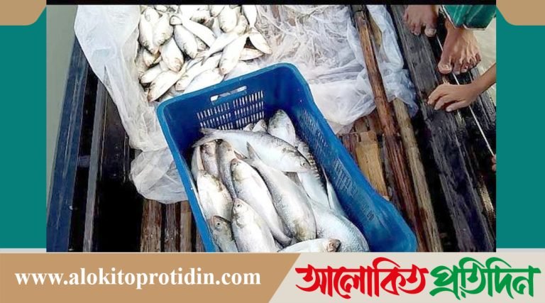 দৌলতপুরে ইলিশ রক্ষায় ঢিলে ঢালা অভিযান, যমুনার পাড়ে জমজমাট ইলিশ বিক্রির হাট