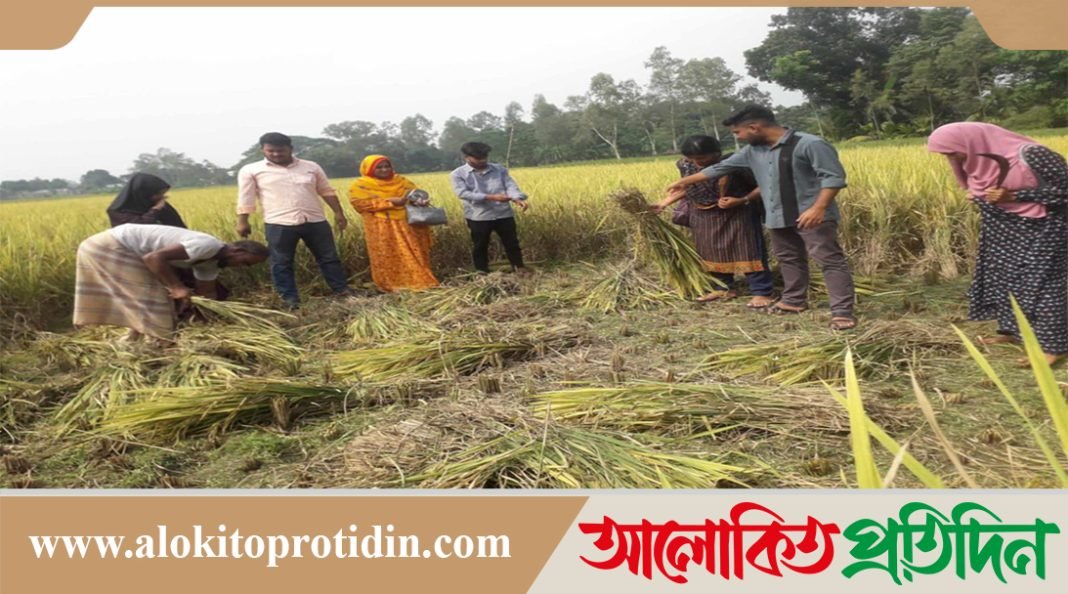 গাইবান্ধায় আগাম জাতের রোপা আমন ধান ভাল ফলনে খুশি কৃষকরা