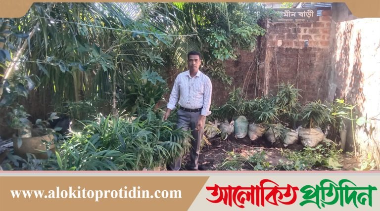 বাড়ির আঙ্গিনায় বস্তায় আদা চাষ করে সফল সাংবাদিক সাকির আমিন