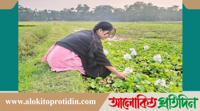 মানিকগঞ্জে প্রাকৃতিক সৌন্দর্য-মুগ্ধতা ছড়াচ্ছে কচুরিপানা ফুল