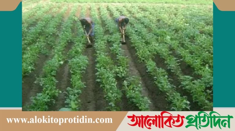 কিশোরগঞ্জে আগাম আলু পরিচর্যায় ব্যস্ত সময় পার করছেন কৃষক