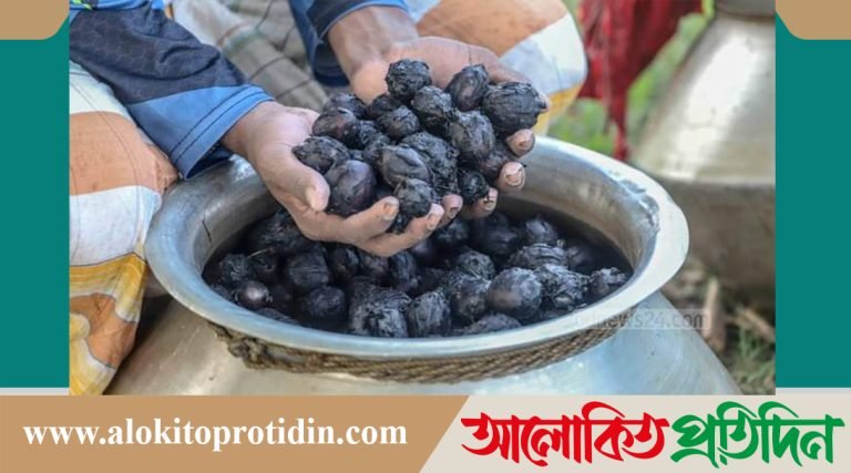 মানিকগঞ্জে কদর বাড়ছে শাপলা-শালুকের