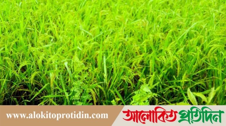 ঘাটাইলে এ বছর ধানের মূল্য দেখে কৃষক খুশি