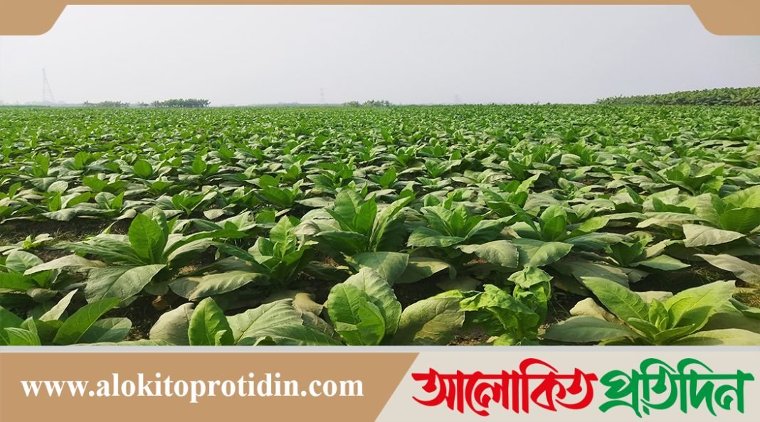কৃষকদের লোভ দেখিয়ে টাঙ্গাইলের চরাঞ্চলে বাড়ছে বিষাক্ত তামাকের চাষ