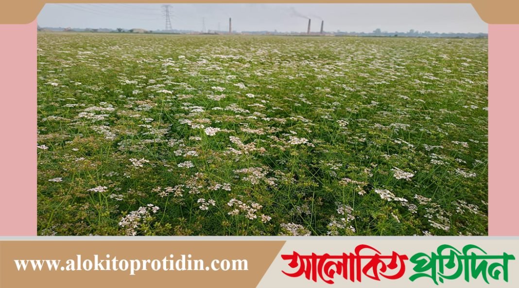 অল্প পুঁজিতে বেশি লাভ হওয়ায় সিংগাইরে বাড়ছে ধনিয়া চাষ