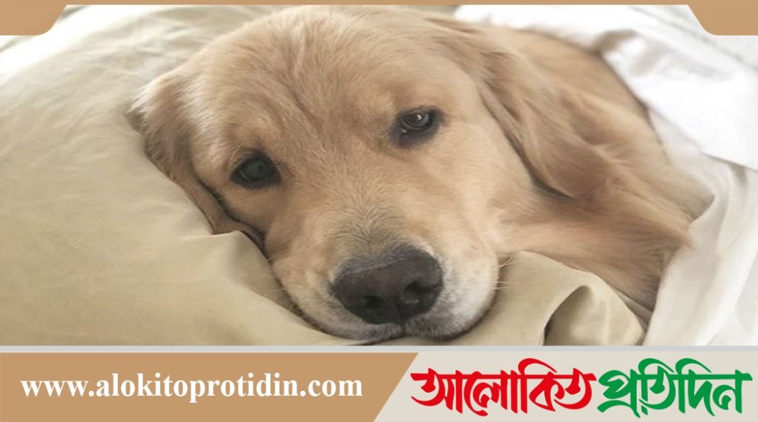 বান্ধবীর সাথে ঘুমাচ্ছিলেন যুবক, গুলি করে দিল পোষা কুকুর!