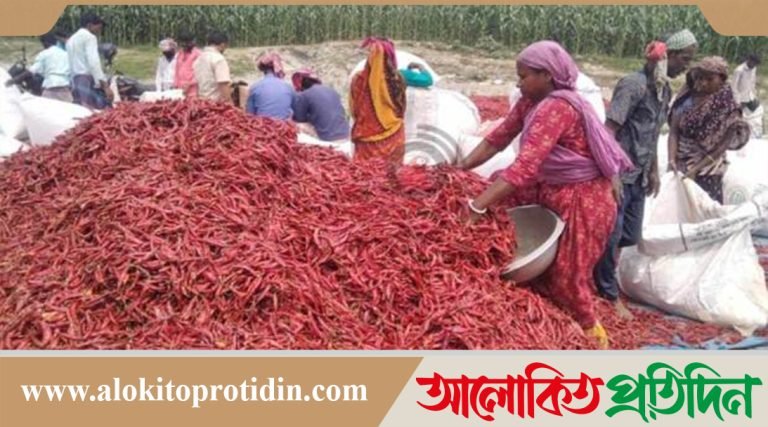 গাইবান্ধার লাল মরিচ বা শুকনো মরিচের কদর রয়েছে দেশব্যাপী 