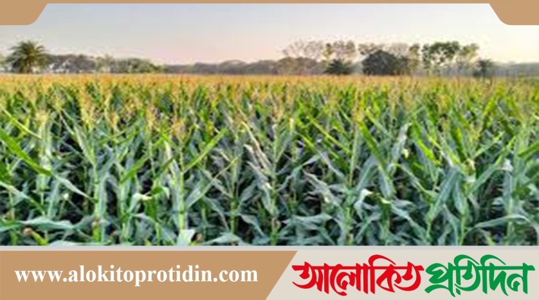 নবীনগরে ভুট্টার বাম্পার ফলনের সম্ভাবনা 