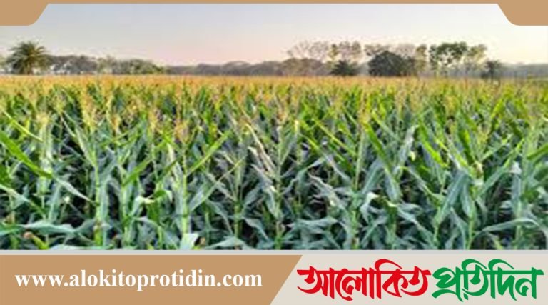 নবীনগরে ভুট্টার বাম্পার ফলনের সম্ভাবনা 