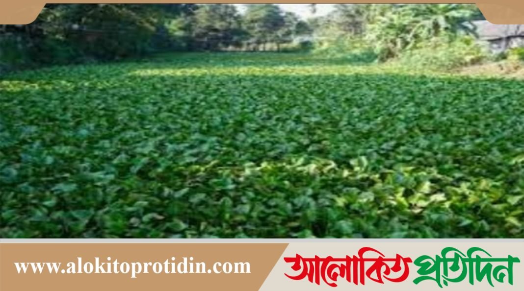 নবীনগরের যোগীদারা খালটি কচুরিপানার দখলে! 