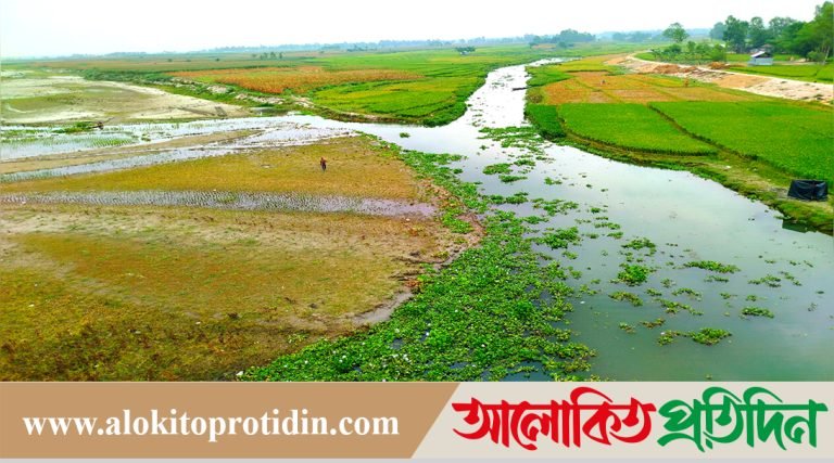 ফুলবাড়ীর চরাঅঞ্চল গুলোগুলো সবুজের সমাহার