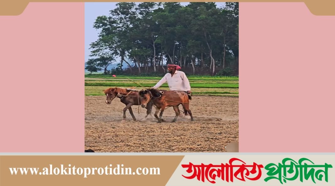 নবীনগরে ঘোড়া দিয়ে হালচাষে সংসার চলে সাত্তারের