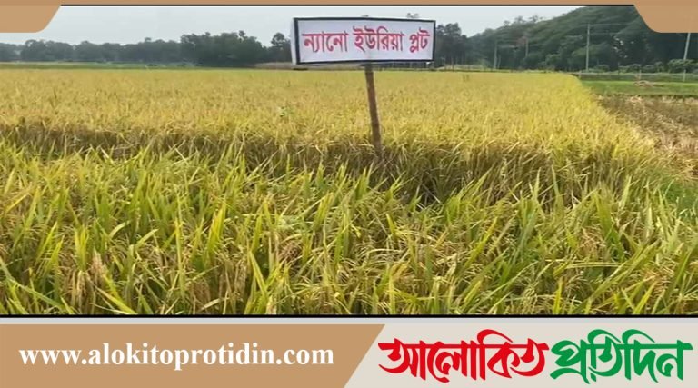 নবীনগরে ন্যানো ইউরিয়ার সফল প্রয়োগ